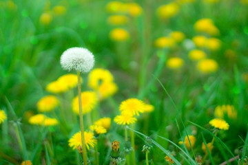 Floral background dandelions. Spring flower dandelion on a background of green grass