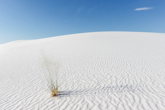 Alkali Sacaton grass in white gypsum sand dune White Sands National Park, New Mexico
