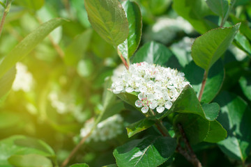 Delicate floral background flowers of wild cherry bright sunny day.