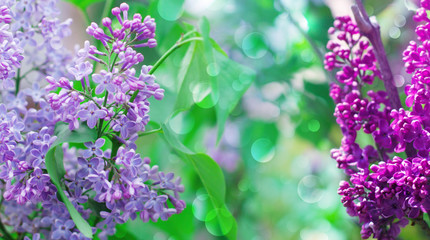 Obraz premium Delicate floral background of lilac flowers on a bright sunny day. Blurred Lilac Floral Background