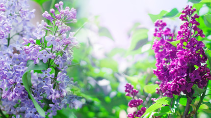 Delicate floral background of lilac flowers on a bright sunny day. Blurred Lilac Floral Background