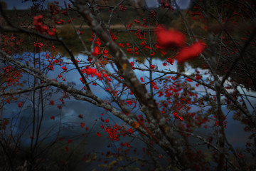  A branch of red rowan berries, bent over a quiet river in autumn 2