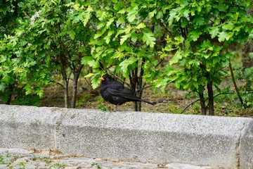 Vögel in der Stadt: Junge Amsel auf einem Bordstein