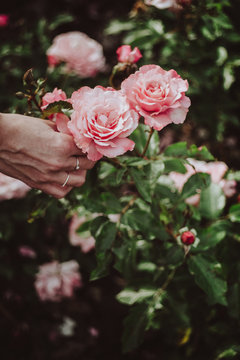 A woman hand holding a rose