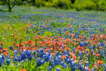 Bluebonnet Fields