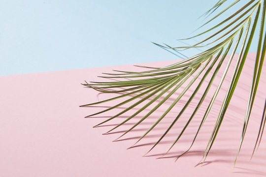 Leaves of palm tree isolated on a double pink blue background