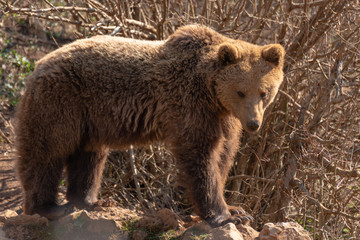 Magnificent Brown Bear