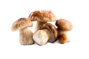 Group boletus mushroom isolated on white background.Boletus mushrooms, Porcini Mushroom, Forest, Edible Mushroom