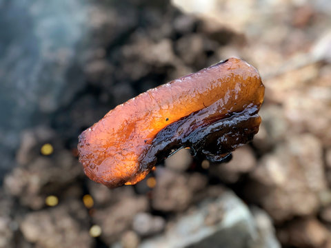 Delicious grilled bacon, homemade barbecue in the wild