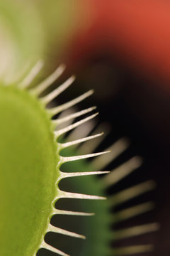 Details of carnivorous venus flytrap  plant. Selective and shallow focus.