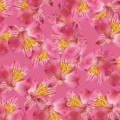 Beautiful floral background of Alstroemeria. Isolated 