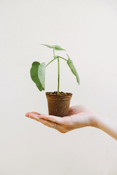 Woman holding seedling plant in her hand