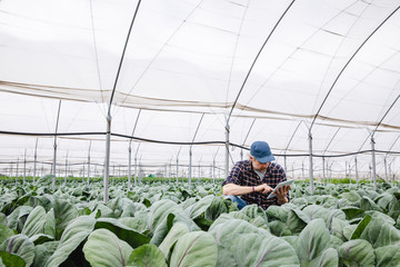 Farmer using a digital tablet in a greenhouse