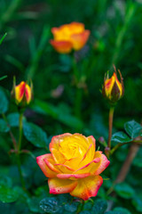 Beautiful floral spring with background of nature. Macro soft focus blossom.