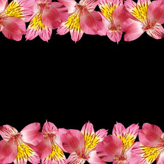Obraz na płótnie Canvas Beautiful floral background of Alstroemeria. Isolated 