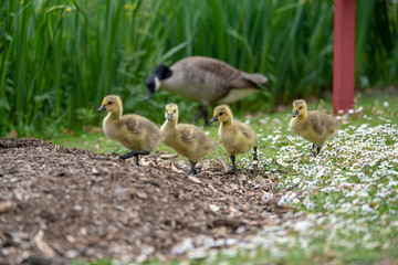 little duckling in the grass