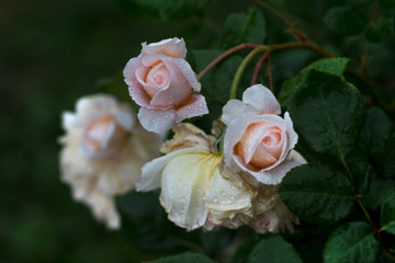 Beautiful floral spring with background of nature. Macro soft focus blossom.