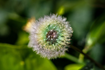 Beautiful floral spring with background of nature. Macro soft focus blossom.