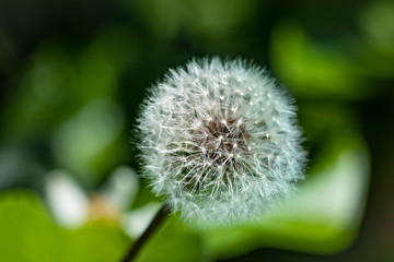 Beautiful floral spring with background of nature. Macro soft focus blossom.