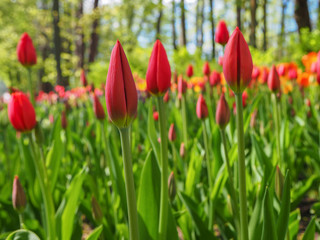 Field of red young tulips on the sunny day, summer background. Bud of tulip with fresh green leaves...