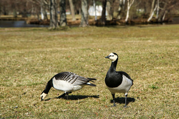 Two Canada gooses standing on the grass in a park and looking curious. But calm, while eating the grass. 