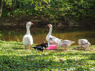 White and brown gooses are eating from bowls on the river bank in the park, soft focus