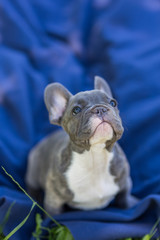 Blue french bulldog enjoying outdoors.