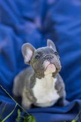Blue french bulldog enjoying outdoors.