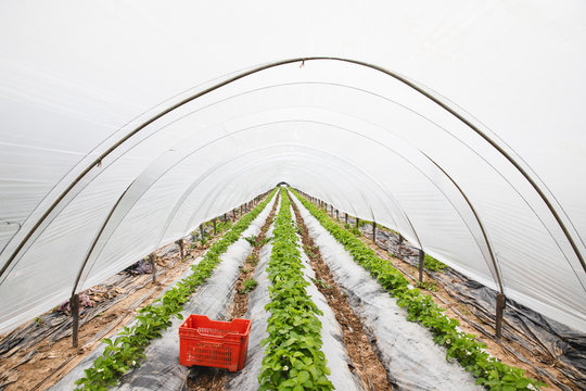Cultivation of organic strawberries in greenhouses