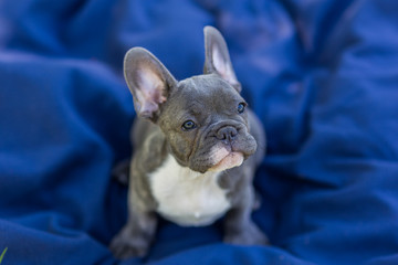 Blue french bulldog enjoying outdoors.