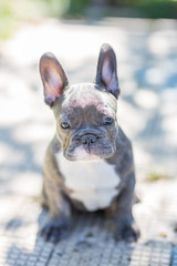 Blue french bulldog enjoying outdoors.