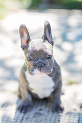 Blue french bulldog enjoying outdoors.