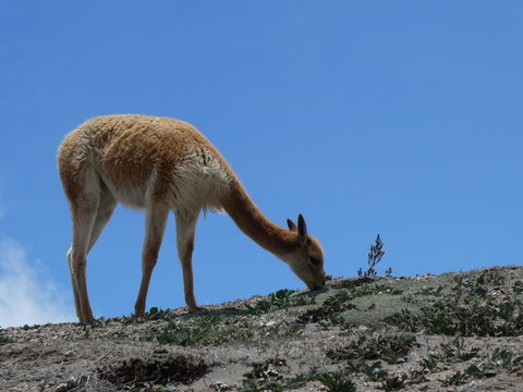 Vicuna im Nationalpark Chimborazo in Ecuador