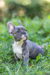 Blue french bulldog enjoying outdoors.