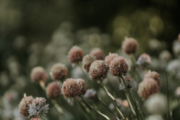Abstract background with green plants