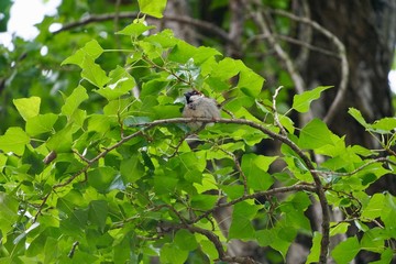 Junger Sperling auf einem Ast in Berlin