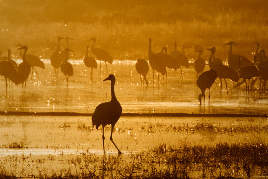 A Sandhill Crane in Bosque del Apache
