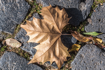 Maple leaf on stone pavement