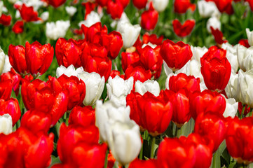 Nahaufnahme von roten und weißen Tulpen