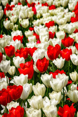 Nahaufnahme von roten und weißen Tulpen