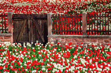 Fototapeta na wymiar Mauer und Tor zwischen weißen und roten Tulpen