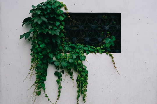 close-up of ivy growing on wall