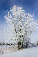 winter landscape with trees and blue sky
