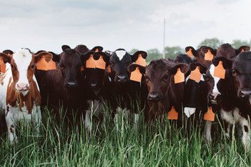 Curious young cows grazing in a field in the summer time.