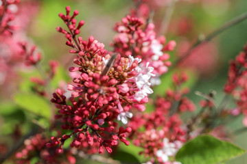 a spring garden full of colorful flowers