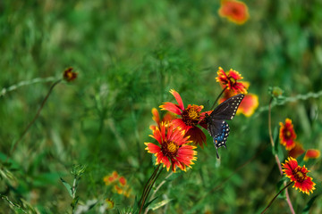 Butterfly on Indian Blanket Flower