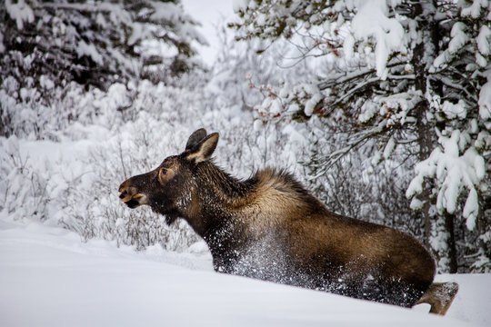 5 604 Best Baby Moose Images Stock Photos Vectors Adobe Stock