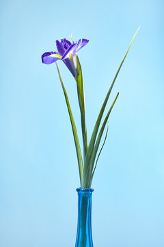 Flowering Iris flower violet with green stem and green leaves n