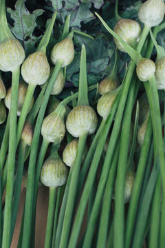 Elephant Garlic Scapes At Market