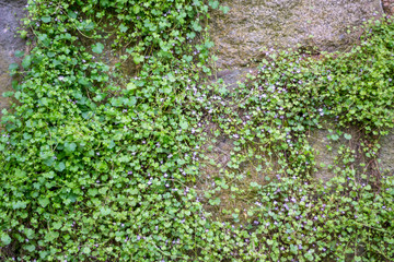 stone wall overgrown with wild flowers